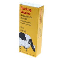 Blackleg Vaccine 50ml, Pom-VPS (Fridge)