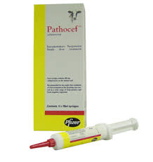 Pathocef 4 Pack, POM-V